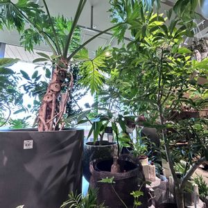 ポトス・エンジョイ,朝日,癒しのひと時,お花とグリーンのある暮らし,雲仲間の画像