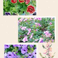 多肉寄せ植え,可愛い多肉ちゃん❤︎,増やしたい！,植物のある暮らし,多肉色々～☆の画像