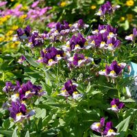 ネメシア,鉢植え,タキイ,ネメシア☆の画像