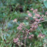 サラシナショウマ,ウドの花,ウドの花,ウドの花,ウドの画像