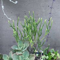 ゴーヤ,若緑,トリマネンシス×ロメオルビンの画像
