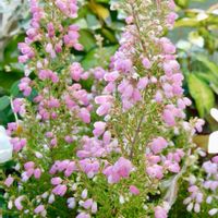 エリカ,ストック,ガーデニング,花のある暮らし,小さな庭の画像