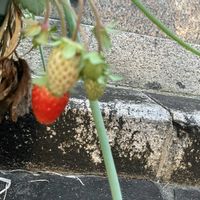 イチゴ,イチゴ,野菜,四季なりイチゴ,ネギの画像