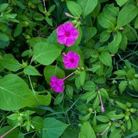 オシロイバナ,ヤマボウシの実,まだまだ初心者,花のある暮らし,緑のある暮らしの画像