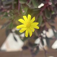 ガーベラ,ローズマリー,ケイトウ セロシア,ハーブのある暮らし,植物大好きの画像