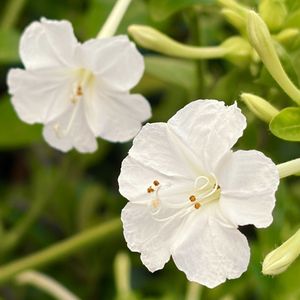 白が好き,今日のお花,お出かけ先の画像