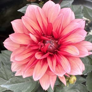 花のある暮らし,小さな庭,お出かけ先の画像