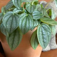 ペペロミア,観葉植物,インテリアの画像