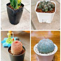 サボテン,ハオルチア,ユーフォルビア,植物のある暮らし,庭の画像
