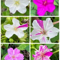 チェリーセージ,ローズマリー,ペパーミント,オシロイバナ（白粉花）,癒し…♡の画像