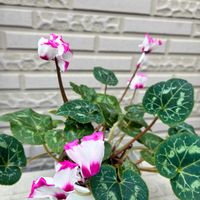 ガーデンシクラメンの画像