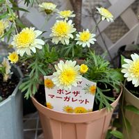 マーガレット,ボンザマーガレット,花のある暮らし,花好きさんと繋がりたい,サントリー フラワーズの画像