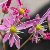 大文字草,祈る震災復興,花のある暮らし,緑のある暮らし,みどり大好きの画像