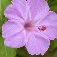 オシロイバナ,ヒルガオ,ヒルガオ 昼顔,フォーオクロック,イチモンジセセリ♡の画像