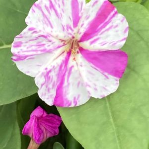 オシロイバナ,オシロイバナ（白粉花）,オシロイバナ  赤,iPhone撮影,今日のお花の画像