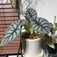 アロカシア,アロカシア　シルバードラゴン,植物のある暮らしの画像
