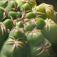 ハオルチア,多肉植物,観葉植物,塊根植物,サボテン科の画像