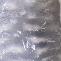 アケビ,ミツバアケビ,山野草,野草,つる性の画像