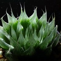 ハオルチア,ハオルチア,ハオルチア スペックシー,多肉植物,ハオルチア属の画像