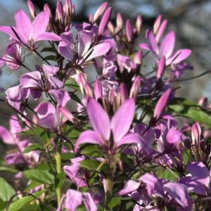 夕日,夕陽,実りの秋,ピンクのお花,素敵な出会いに感謝の画像