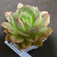 エケベリア,ヒソップ,エケ　シャーロットガーデン,多肉植物,エケベリア属の画像