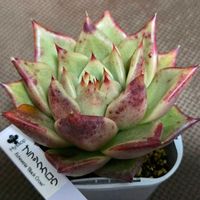 エケベリア,ヒソップ,ブラッククロウ,多肉植物,エケベリア属の画像