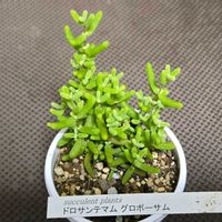 ヒソップ,グロボーサム,ドロサンテマム グロボーサム,多肉植物,ドロサンテマム の画像