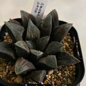 ハオルチア,ハオルチア ショコラ,多肉植物,ハオルチア属,初購入の画像