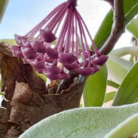 ホヤ・カルノーサ,ホヤ・カルノーサ,ホヤカルノーサ　リップカラー,ホヤカルノーサ　リップカラー,観葉植物の画像