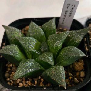 ハオルチア,ゴールドクイーン,多肉植物,ハオルチア属,初購入の画像