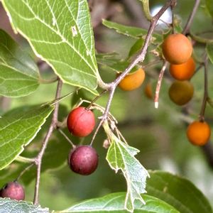 エノキ,エノキの雄花,エノキの雄花,エノキの雌花,エノキの果実の画像