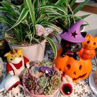 オリヅルラン,朧月,姫秋麗,パープルヘイズ,わたあめの画像