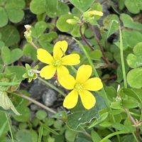 カタバミ,青空の下,iPhone撮影,ホッコリ,黄色の花の画像