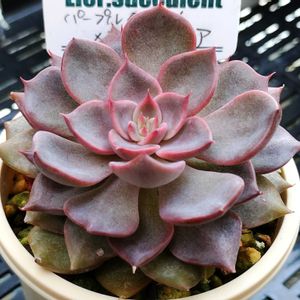 パープルターネット×アメリカマリア,多肉植物,多肉大好き,多肉中毒,多肉多肉多肉の画像