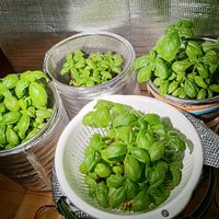 バジル,バジル,家庭菜園,ベランダの画像