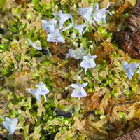 ウサギゴケ,食虫植物,季節の花,咲くやこの花館,季節の風物詩の画像
