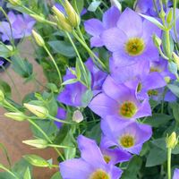 トルコキキョウ,バラ,薔薇,トルコ桔梗,バラ、薔薇、ばらの画像