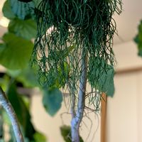 リプサリス　カスッサ,エスキナンサス・ヤフロレピス,リプサリス ホルビアーナ,観葉植物,リプサリス属の画像