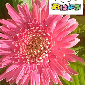 ガーベラ,ミニガーベラ,ピンクの花,プランター栽培,あっ火曜日の画像
