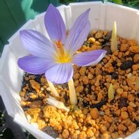 クロッカス,庭の花,花のある暮らし,小庭,植物大好きの画像