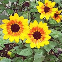 ルドベキア,散歩の途中の画像