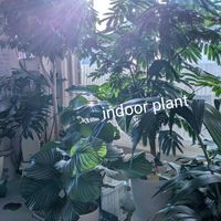 観葉植物の画像
