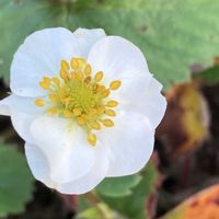 イチゴ,センリョウ,ダリア,チェリーセージ,花のある暮らしの画像