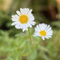 エリゲロン,花のある暮らし,愛媛県,庭の画像