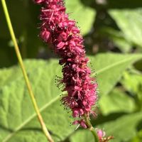 ペルシカリア,ナチュラルガーデン,庭の宿根草,お庭の花たち,花と暮らすの画像