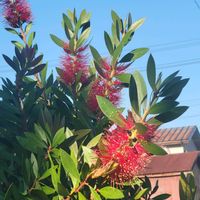 コキア,コキア,ブラシの木,紅葉した桜の葉,花のある暮らしの画像
