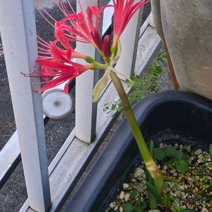 彼岸花・ラジアータ,彼岸花・ラジアータ,彼岸花・ラジアータ,彼岸花の若葉,彼岸花の若葉の画像