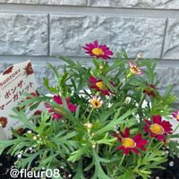 ボンザマーガレット,サントリーフラワーズ,花のある暮らし,#ガーデニング,サントリーフラワーズのあるくらしの画像
