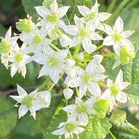 ハナニラ,ハナニラ,朝顔,江戸風情,江戸風情の画像