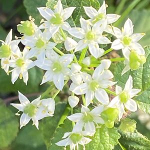 ハナニラ,ハナニラ,朝顔,江戸風情,江戸風情の画像
